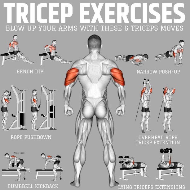 Tricep Exercices