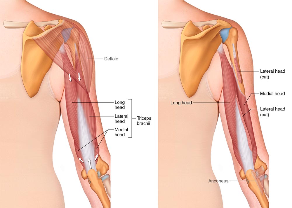 Tricep Anatomy
