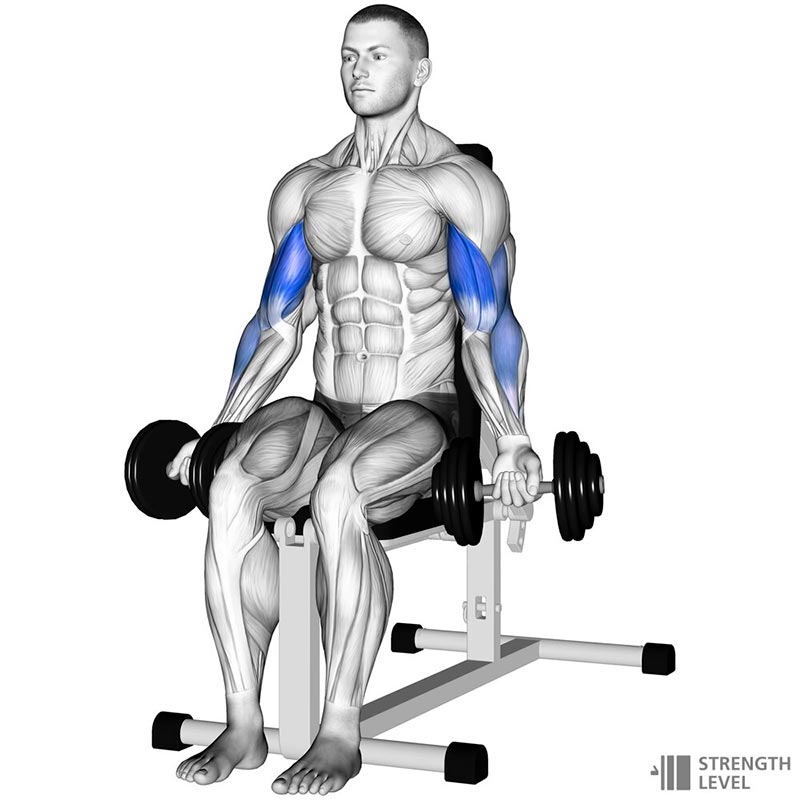 Seated Dumbbell Curl